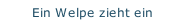 Ein Welpe zieht ein