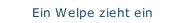 Ein Welpe zieht ein