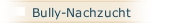 Bully-Nachzucht